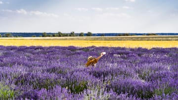 Ruta por los campos de lavanda - Villaviciosa