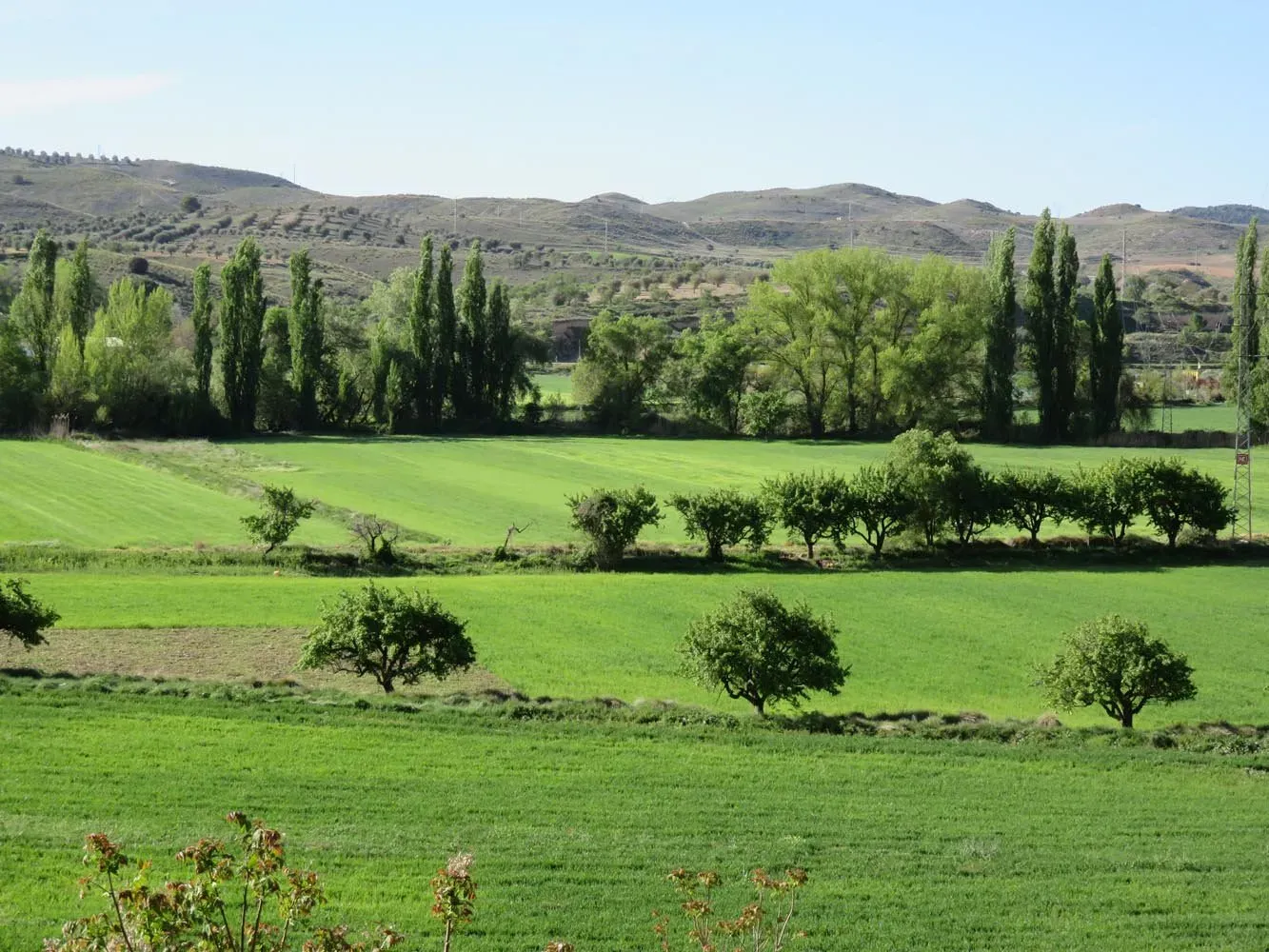 Perales de Tajuña
