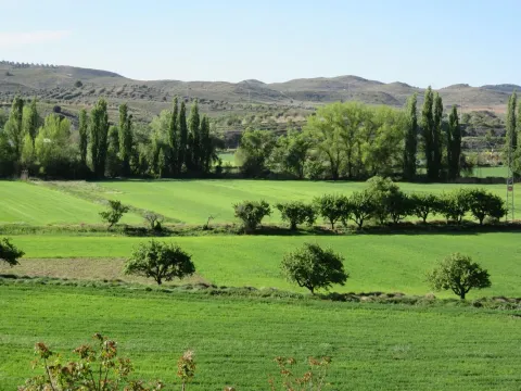 Perales de Tajuña