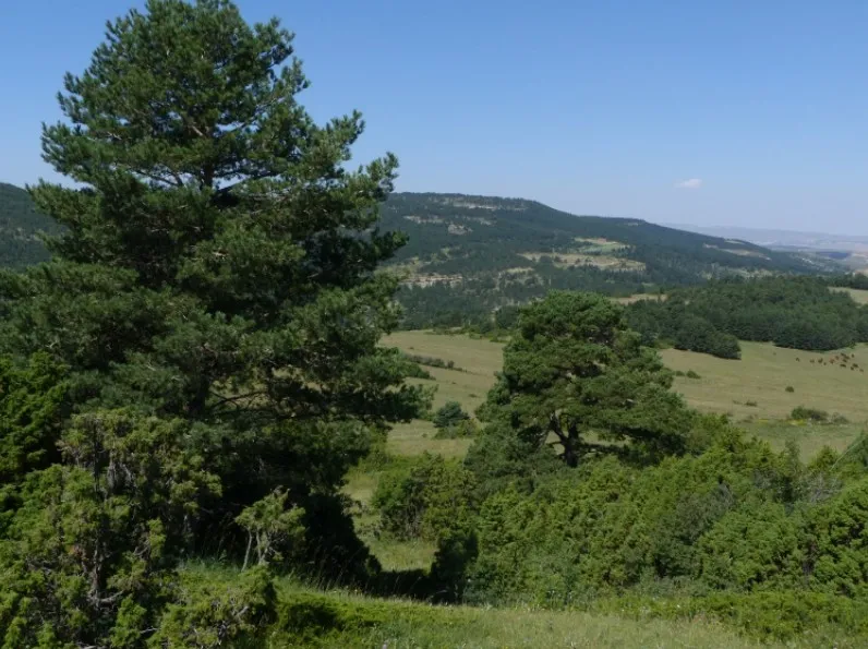 Bosque de pino silvestre y sabina albar