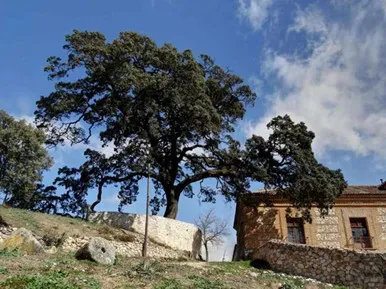 Encina de Ambite