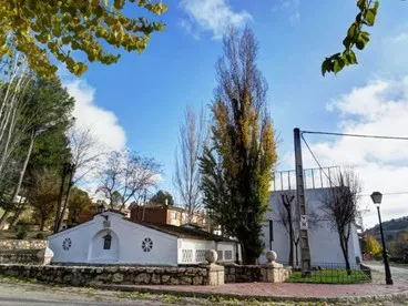 Chopo de la Fuente de San Isidro