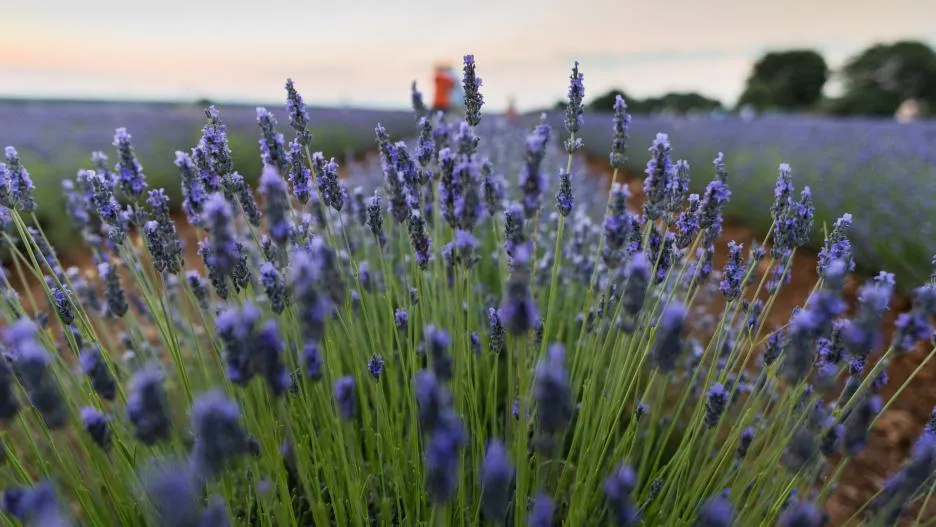 Campos de lavanda