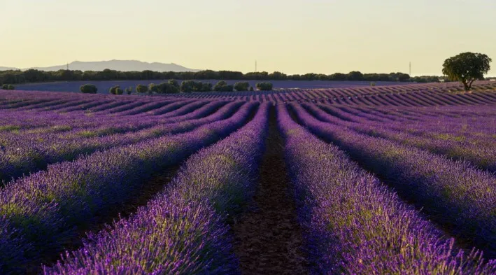Campos de lavanda