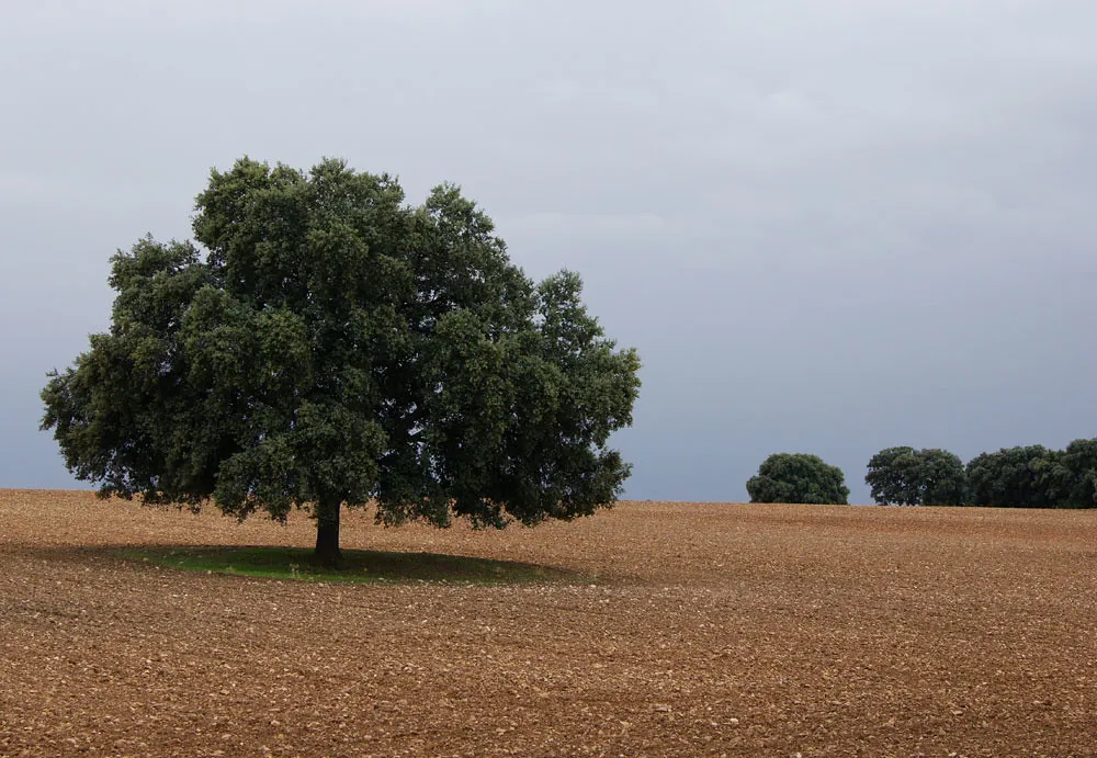 Cerro de la Cabeza