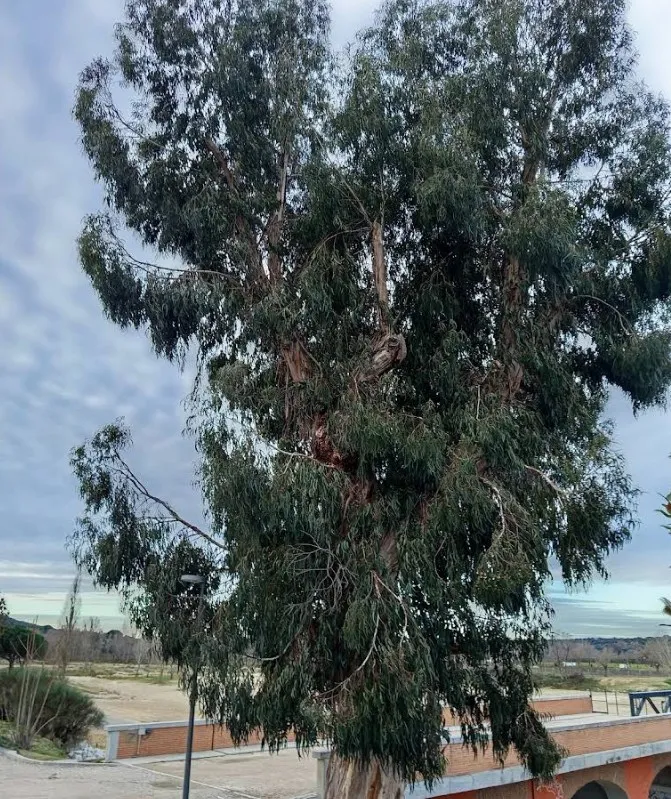 Eucalipto del puente
