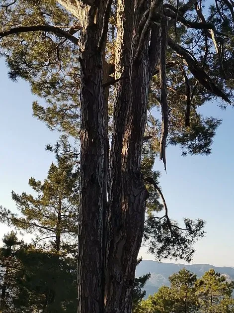 Pí de Candelabre