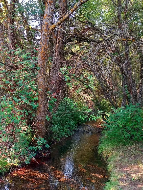 Senda Fluvial Río Camarena