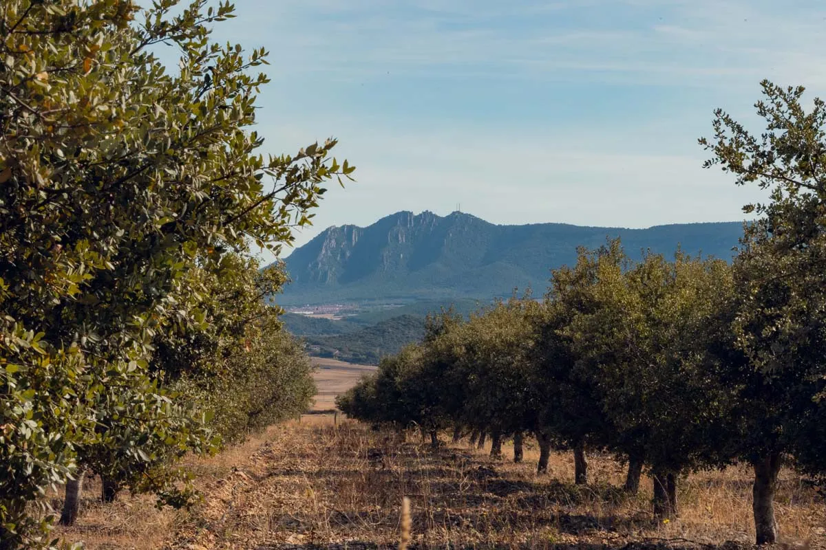 Ruta Trufa de Metauten - Imagem 2