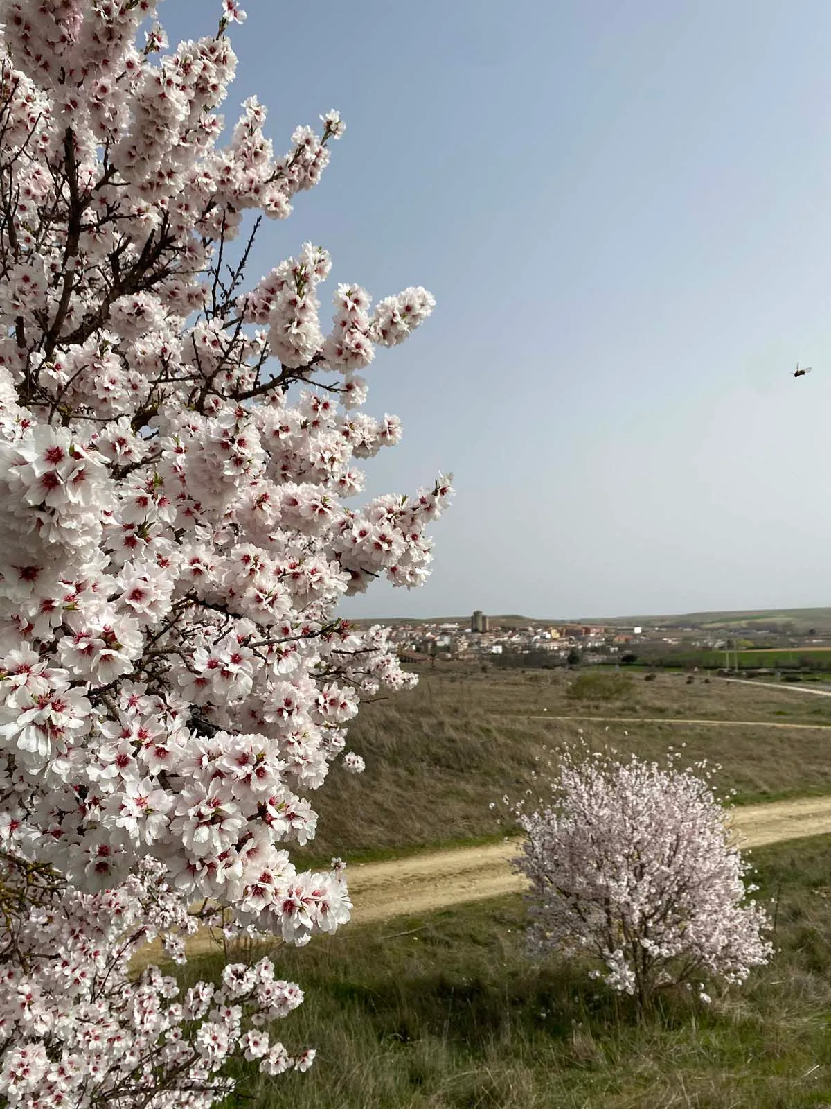 Ruta de las Mariposas - Alba de Tormes - Imagen 3